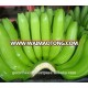 Natural Green Cavendish Banana