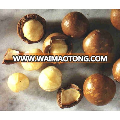 Macadamia Nuts In Shell