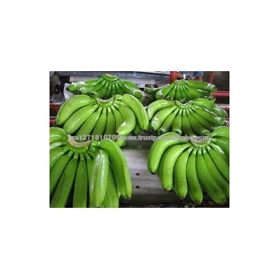 Fresh Green Cavendish Banana