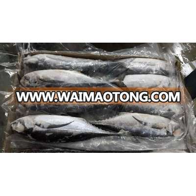 Frozen Horse Mackerel and Sardine Fish