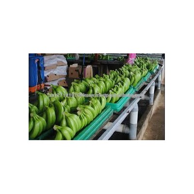 Top Fresh Green Premium Cavendish Banana