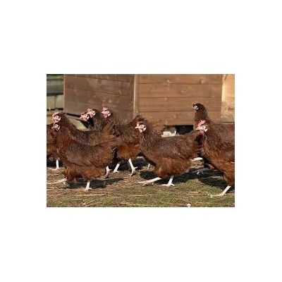 Bovan brown Hybrid point of lay hens