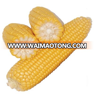 Dried Yellow Maize Corn , White Maize Corn , Red Maize Corn , Purple Maize Corn , Maize Corn For Human and Animal Feed