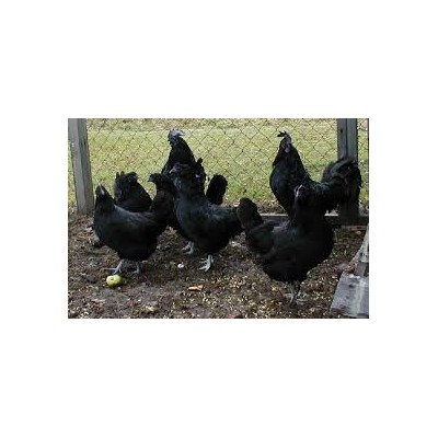 Quality Best Grade Pure Live Black chickens