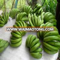 Vietnamese fresh banana with high quality