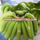 Fresh Fruit Cavendish Bananas